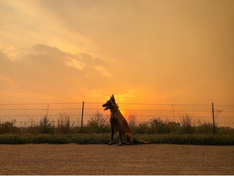 Arya against a smokey sunset near Clear Creek