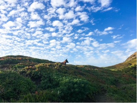 Arya in the rolling hills near San Francisco