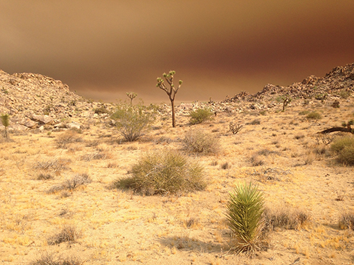 A cool tree I found in Joshua Tree National Park