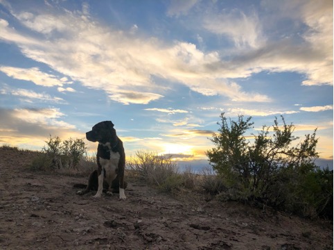 Webster enjoying the sunset out in Moab Utah