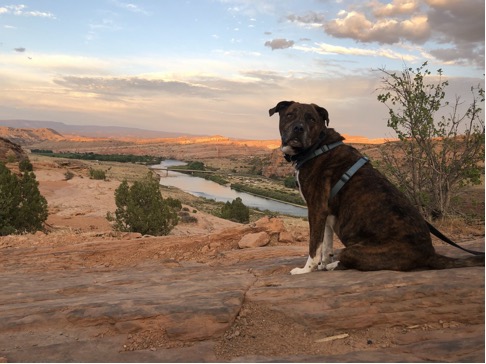 Webster taking a break on a trail near the Colorado River in Moab Utah